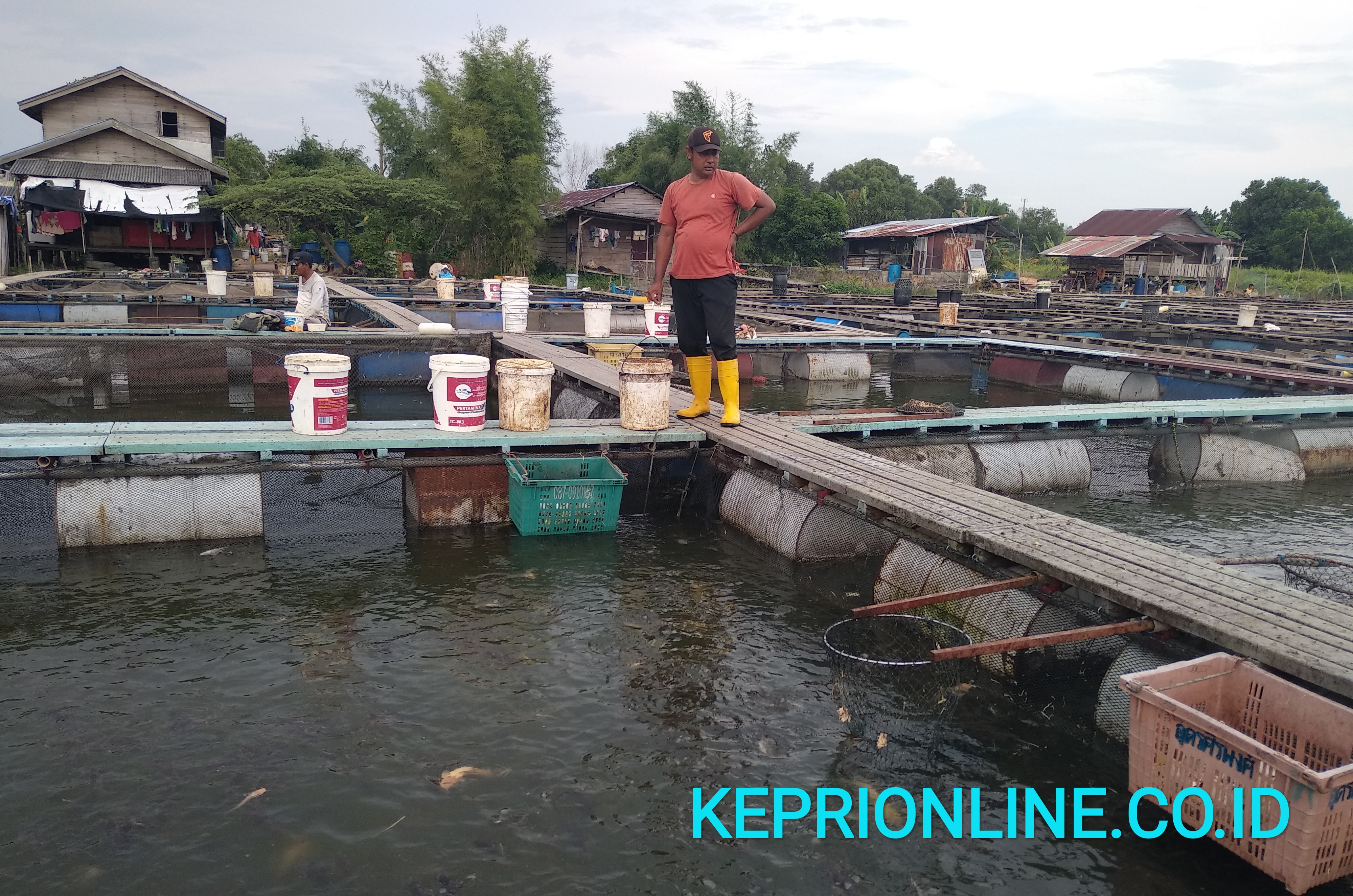 Pemda Karimun Tidak Perhatikan Pelaku Budidaya Ikan Lele