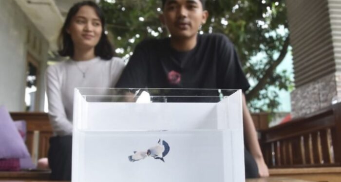 Terima Ikan Cupang Sebagai Maskawin, Keluarga Mempelai Wanita Kaget