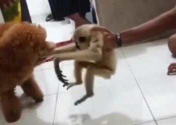 Beredar Video Oknum Kapolres di Riau Diduga Mengadu Hewan Owa dengan Anjing