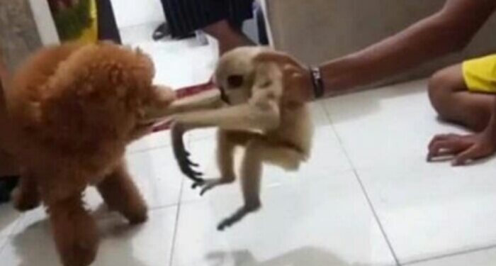 Beredar Video Oknum Kapolres di Riau Diduga Mengadu Hewan Owa dengan Anjing
