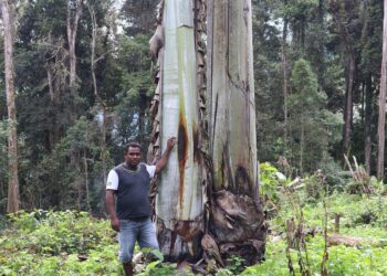 Pohon Pisang Raksasa Setinggi 25 M Ditemukan