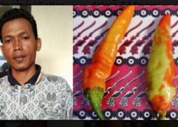 Ingin Cepat Laku, Pedagang Cabai Warnai Cabai Hijau Jadi Merah Dengan Cat Pylox Untuk Mengibuli Para Pembeli