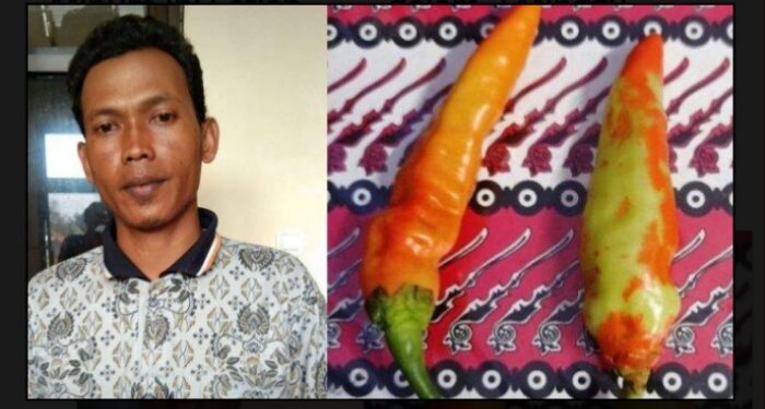 Ingin Cepat Laku, Pedagang Cabai Warnai Cabai Hijau Jadi Merah Dengan Cat Pylox Untuk Mengibuli Para Pembeli