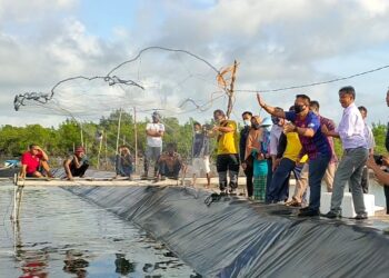 Plt.Bupati Lingga Turun Langsung Memanen Udang Vaname di Dua Desa