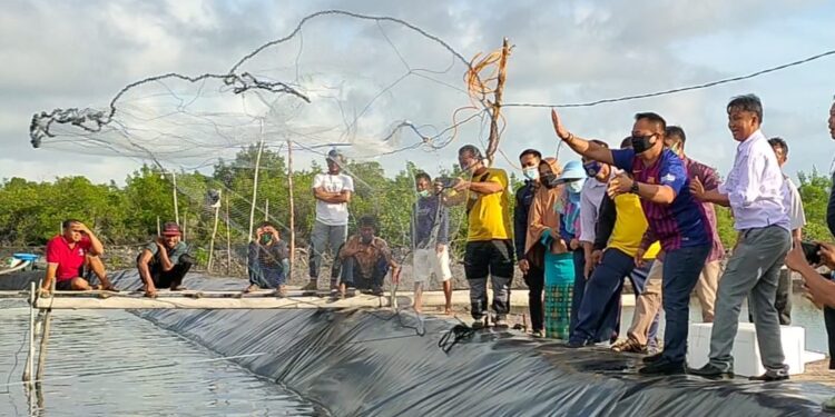 Plt.Bupati Lingga Turun Langsung Memanen Udang Vaname di Dua Desa