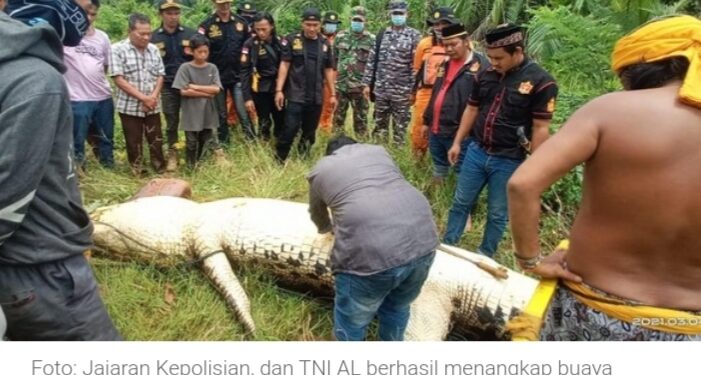 Bocah di Kaltim yang Diterkam Jasadnya Ditemukan di Perut Buaya