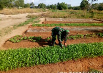 Ditengah Pandemi Covid 19, Babinsa Sungai Lakam Barat dan Timur Bantu Warga Bercocok Tanam