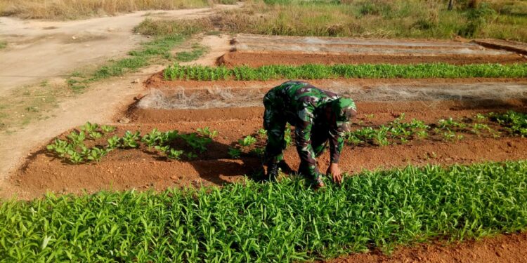 Ditengah Pandemi Covid 19, Babinsa Sungai Lakam Barat dan Timur Bantu Warga Bercocok Tanam
