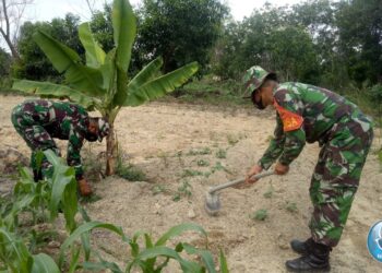 Tingkatkan Ketahanan Pangan, TNI Bantu Masyarakat merawat kebun.