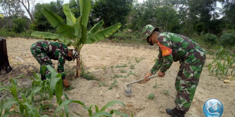 Tingkatkan Ketahanan Pangan, TNI Bantu Masyarakat merawat kebun.
