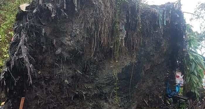 Heboh Pohon Raksasa Tumbang Berdiri Lagi di Sumut, 1 Orang Tewas-2 Luka