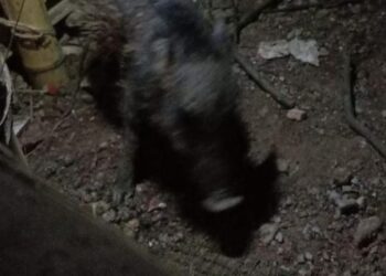 Heboh Babi Ngepet di Depok Ditangkap Warga Bugil!