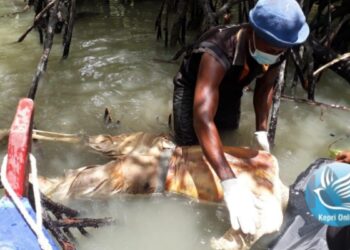 Mayat Pria Tanpa Identitas Ditemukan di Hutan Bakau Karimun Anak