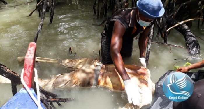 Mayat Pria Tanpa Identitas Ditemukan di Hutan Bakau Karimun Anak