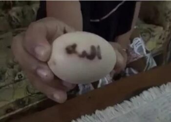 Viral Telur Ayam Lafaz Allah, Semula Dikira Kotoran