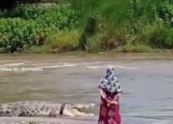 2000 Nelayan Wanita Tangkap Buaya di Sini Wilayahnya