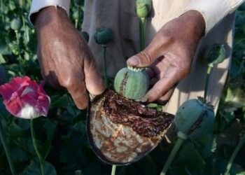 Opium dan Heroin Afghanistan, Sumber Uang Taliban