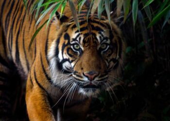 Fakta Harimau Mati di Pasaman, Dikafani, Dikuburkan dan Ditangisi Warga