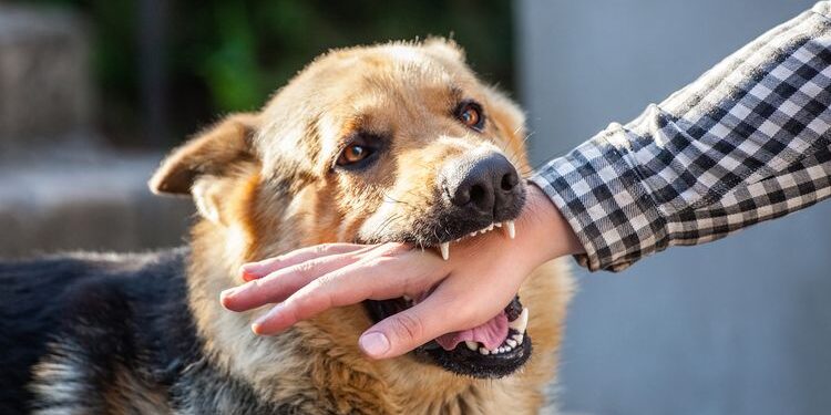 Cara Mencegah Infeksi karena Gigitan Anjing