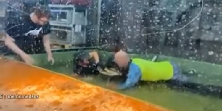Detik-detik Pengunjung Melompat ke Kandang Buaya, Selamatkan Tangan Petugas yang Digigit