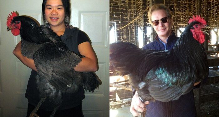 Ayam Hitam Terbesar di Dunia Ini Beratnya Capai 9 Kilogram