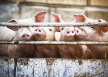 Begini Awal Mula Diharamkannya Daging Babi untuk Muslim