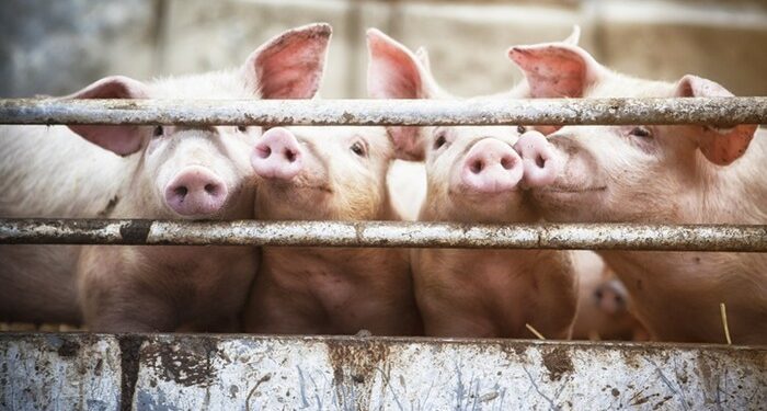 Begini Awal Mula Diharamkannya Daging Babi untuk Muslim