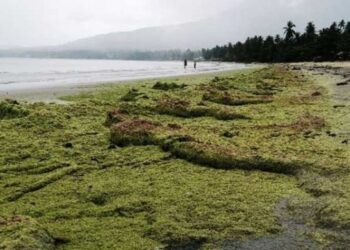 Fenomena Lumut di Pantai Natuna, Pemerhati Lingkungan Ungkap Pertanda Ini