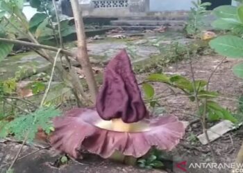 Bunga Bangkai Tumbuh Mekar di Pekarangan Rumah Warga Tanjungpinang