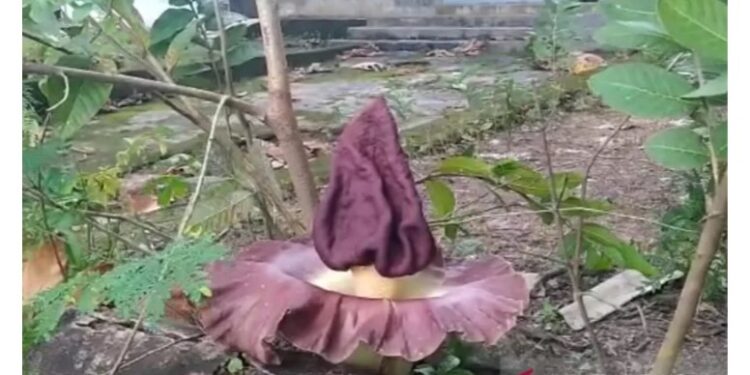 Bunga Bangkai Tumbuh Mekar di Pekarangan Rumah Warga Tanjungpinang