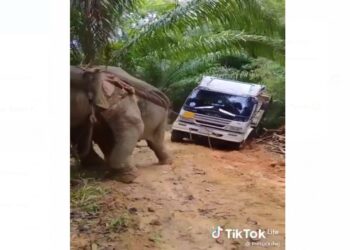 Kasihan! Gajah Ini Dipaksa Menarik Truk