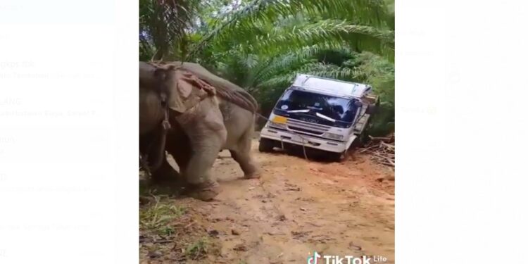Kasihan! Gajah Ini Dipaksa Menarik Truk