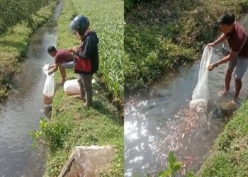 Viral Aksi Cowok Lepas Ratusan Ikan Koi ke Parit