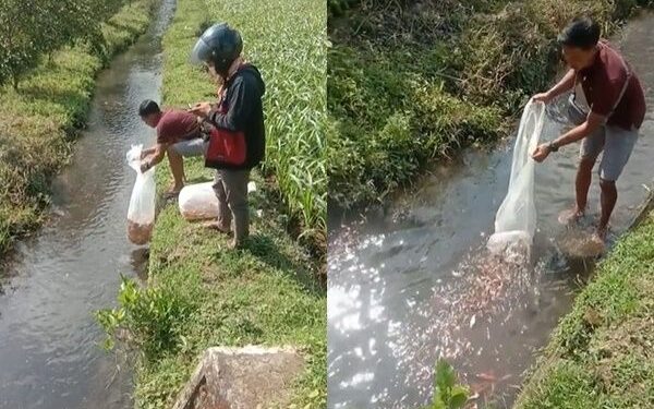 Viral Aksi Cowok Lepas Ratusan Ikan Koi ke Parit
