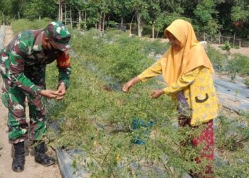 Babinsa Koramil 02 Moro Bantu Warga Panen Cabe