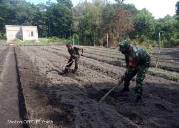 Anggota Koramil 02 Moro Kodim 0317 TBK Bantu Warga Kerjakan Lahan Tanam Jagung di Desa Pulau Moro