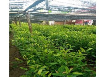 Petani Natuna Bakal Dapat Bantuan 10 Ribu Bibit Cengkeh dari Pemda