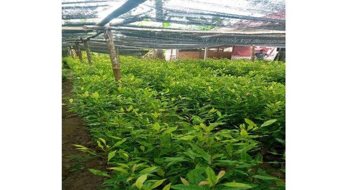 Petani Natuna Bakal Dapat Bantuan 10 Ribu Bibit Cengkeh dari Pemda