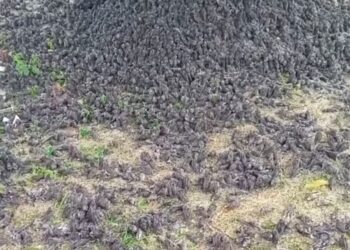 Kesaksian Perekam Video Viral Ribuan Burung Pipit Berjatuhan di Bali