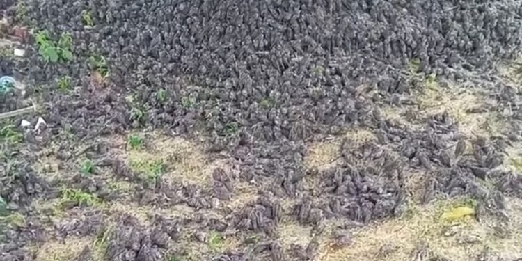 Kesaksian Perekam Video Viral Ribuan Burung Pipit Berjatuhan di Bali
