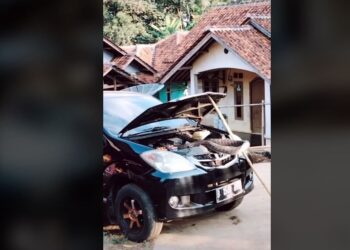 Ular Kobra Raksasa Tinggal di Bawah Kap Mobil Toyota Avanza di Daerah Jabar, Warga: Karungan, Karungan!