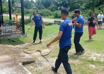Ular King Kobra Sepanjang 3 Meter Masuk Dapur Rumah Warga di Lingga