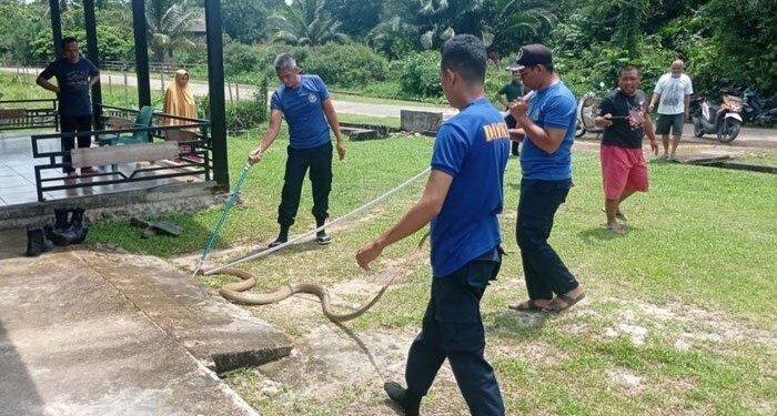 Ular King Kobra Sepanjang 3 Meter Masuk Dapur Rumah Warga di Lingga