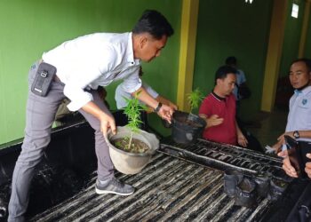 Penggerebakan Berawal Masalah UU ITE, Ternyata Ditemukan  Paket Daun Ganja Kering