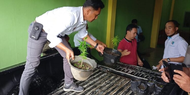 Penggerebakan Berawal Masalah UU ITE, Ternyata Ditemukan Paket Daun Ganja Kering