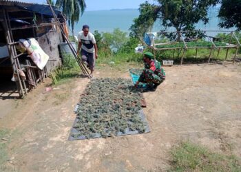 TNI Bantu Ajak Masyarakat Tingkatkan Budidaya Rumput Laut