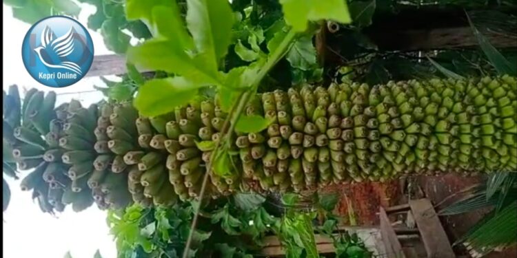 Pohon Pisang Bertandan Panjang Tumbuh Kebun Warga di Payamanggis Karimun