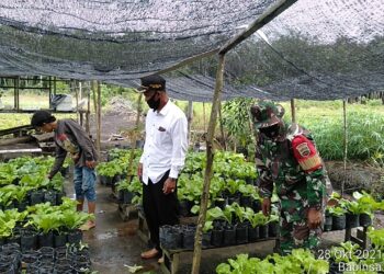 Babinsa kelurahan Moro Motivasi Warga Ketahanan Pangan
