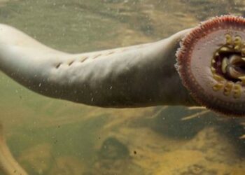Seram! Hewan Langka Penghisap Darah Muncul Di Australia