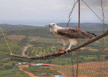 PT Timah Tbk Bersama BKSDA Kepri dan Riau Lepaskan Puluhan Satwa Ke Alam Bebas